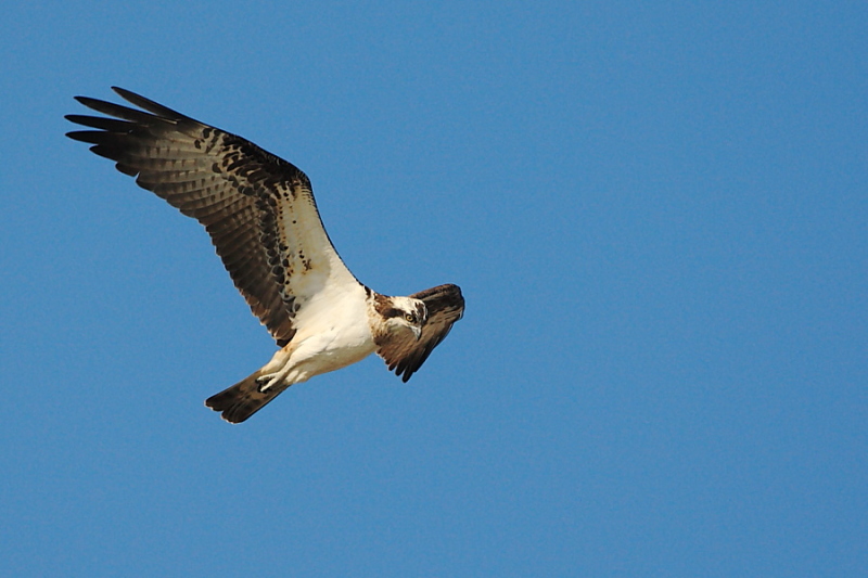 Falco pescatore